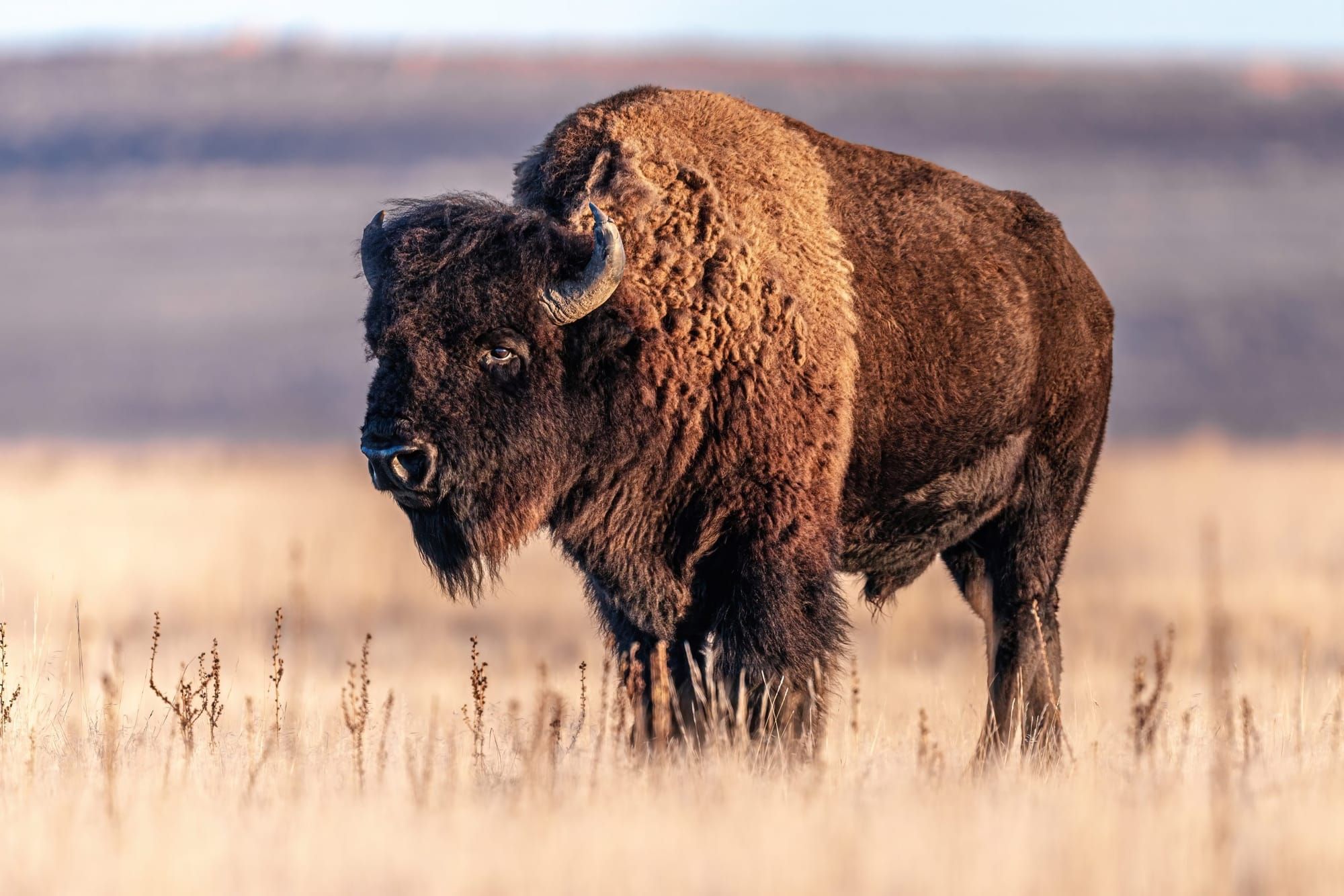 Indigenous communities are hard at work restoring a relative: the buffalo
