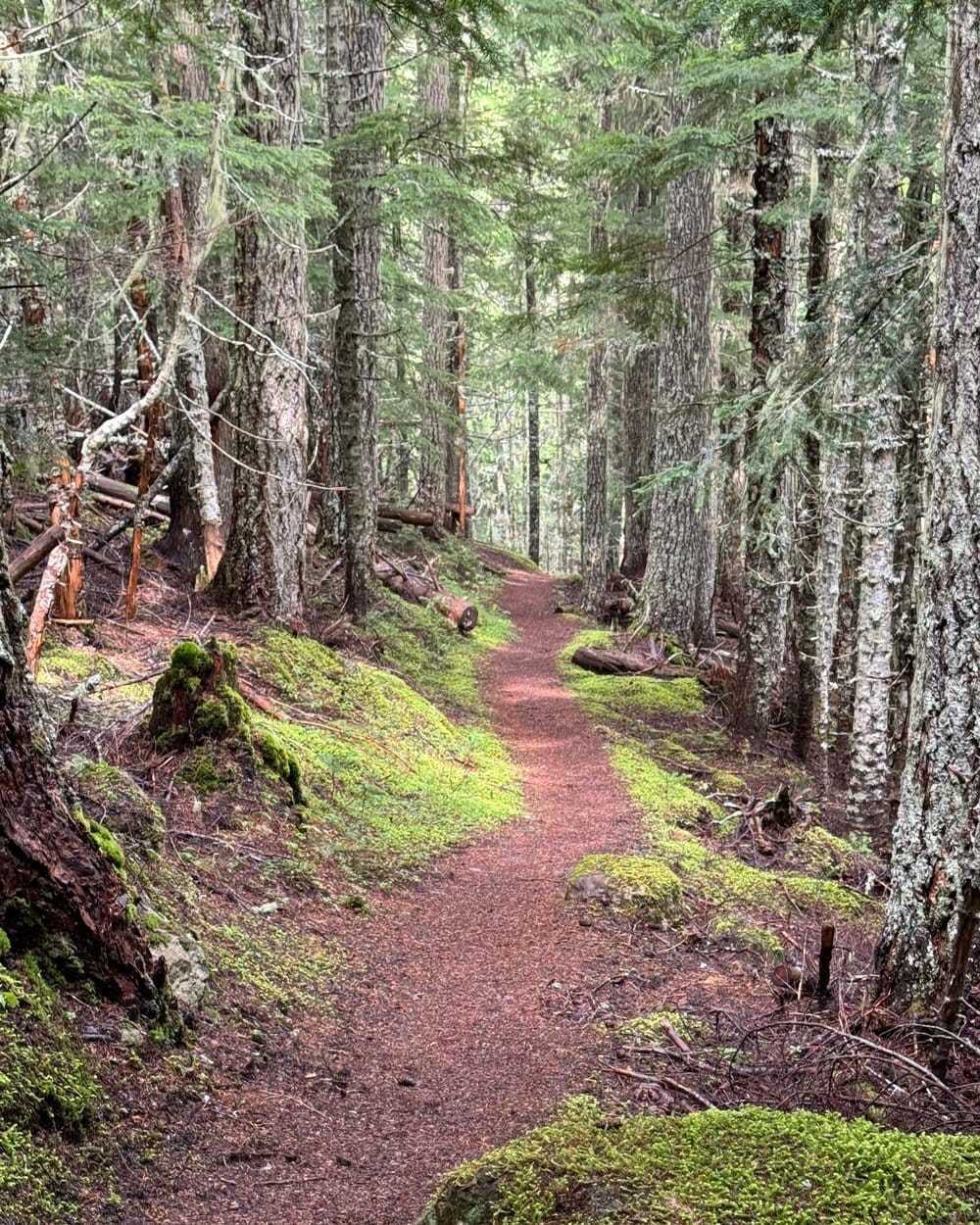 An earthen path winding between moss-covered trees, photographed by Phil and Rachelle