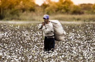 Rapporto BCI: il cotone sostenibile avanza. Lentamente