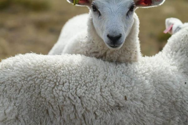 La nuova primavera della lana con nubi sullo sfondo
