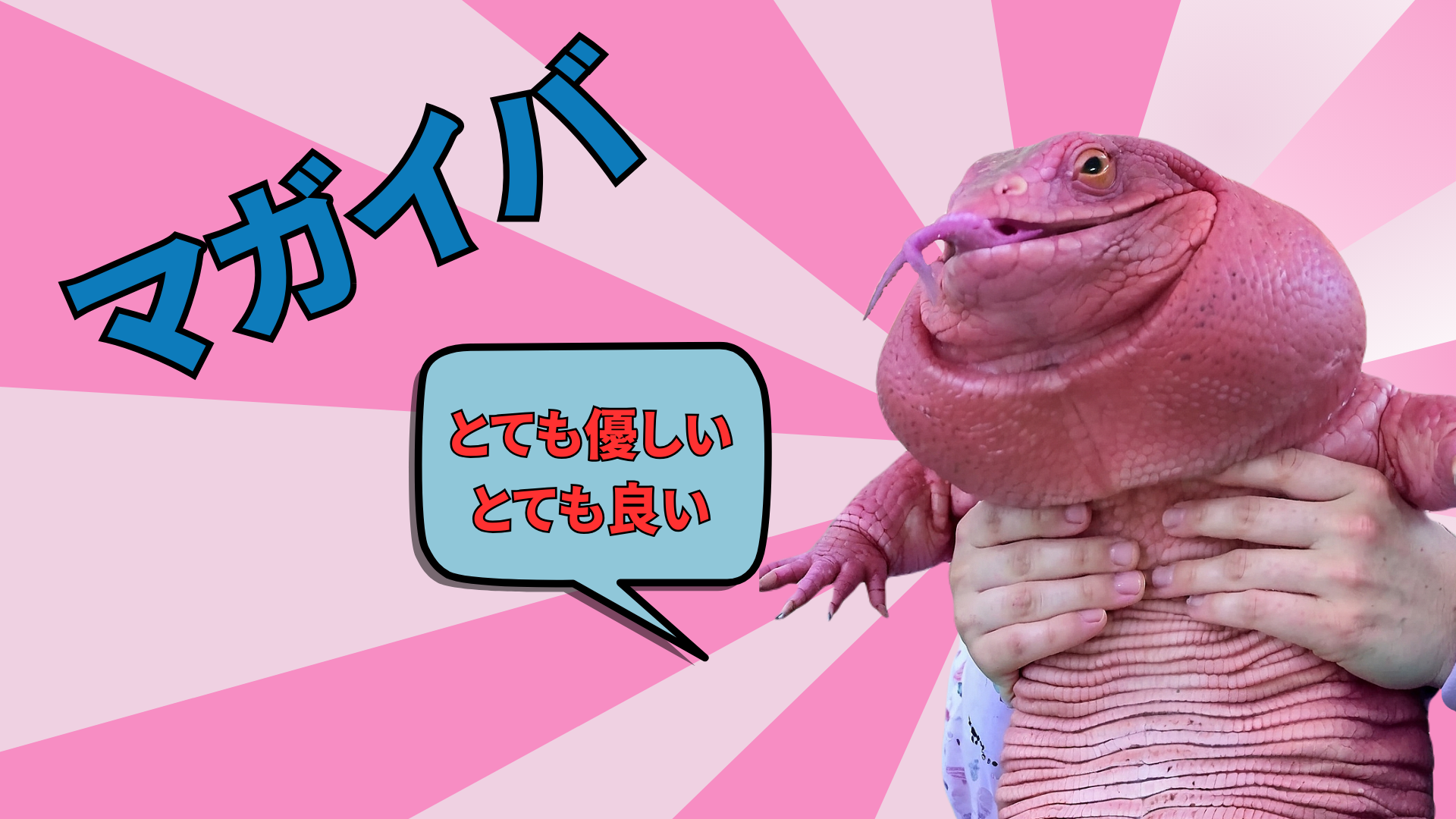 Magaiba, la primera memecoin argentina exitosa