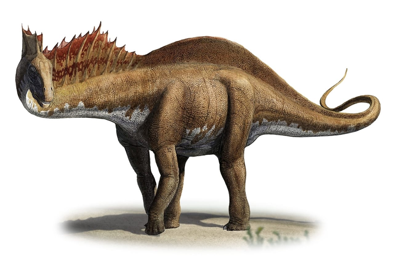 Amargasaurus cazaui (1991)