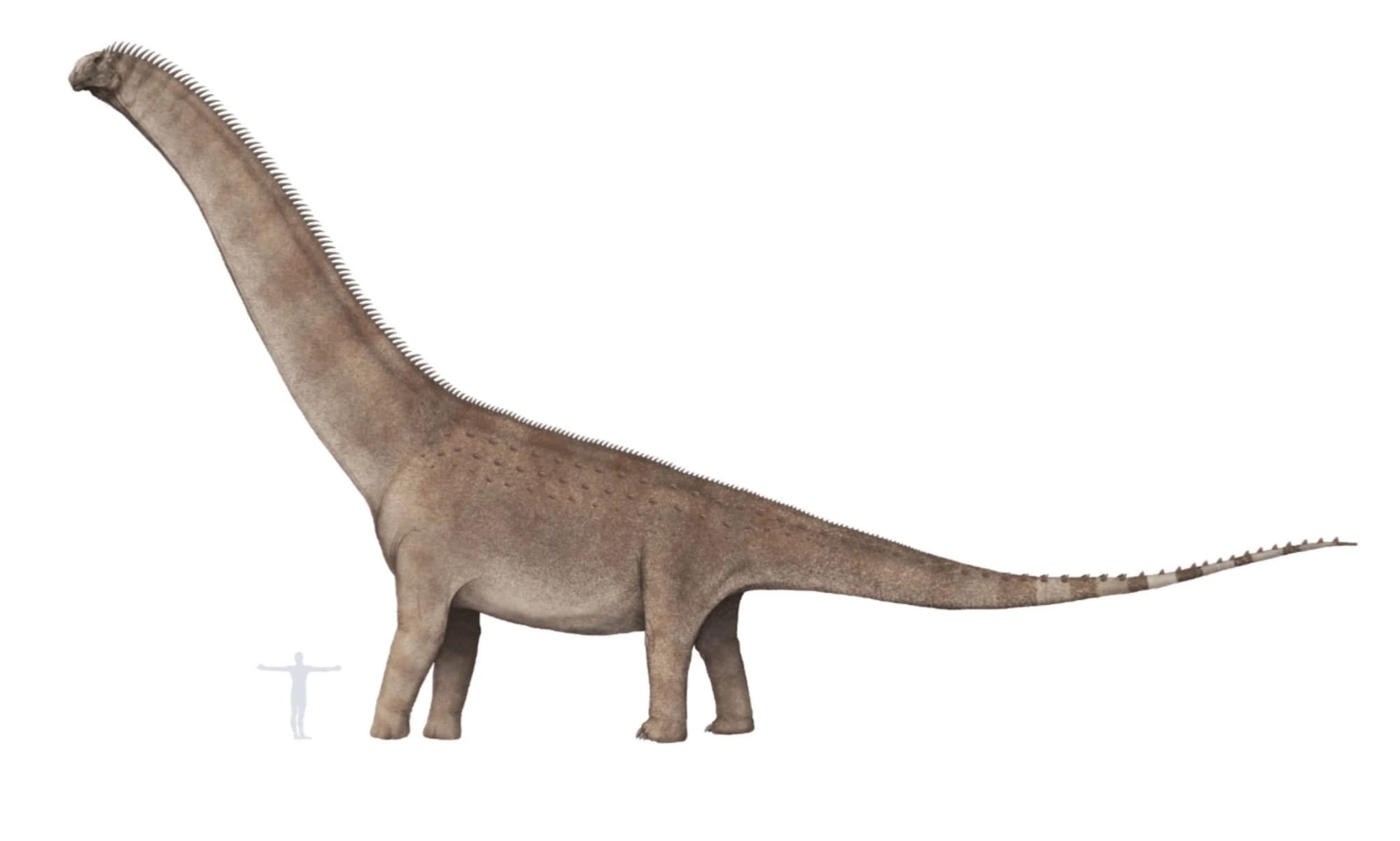 Argentinosaurus huinculensis (1993)