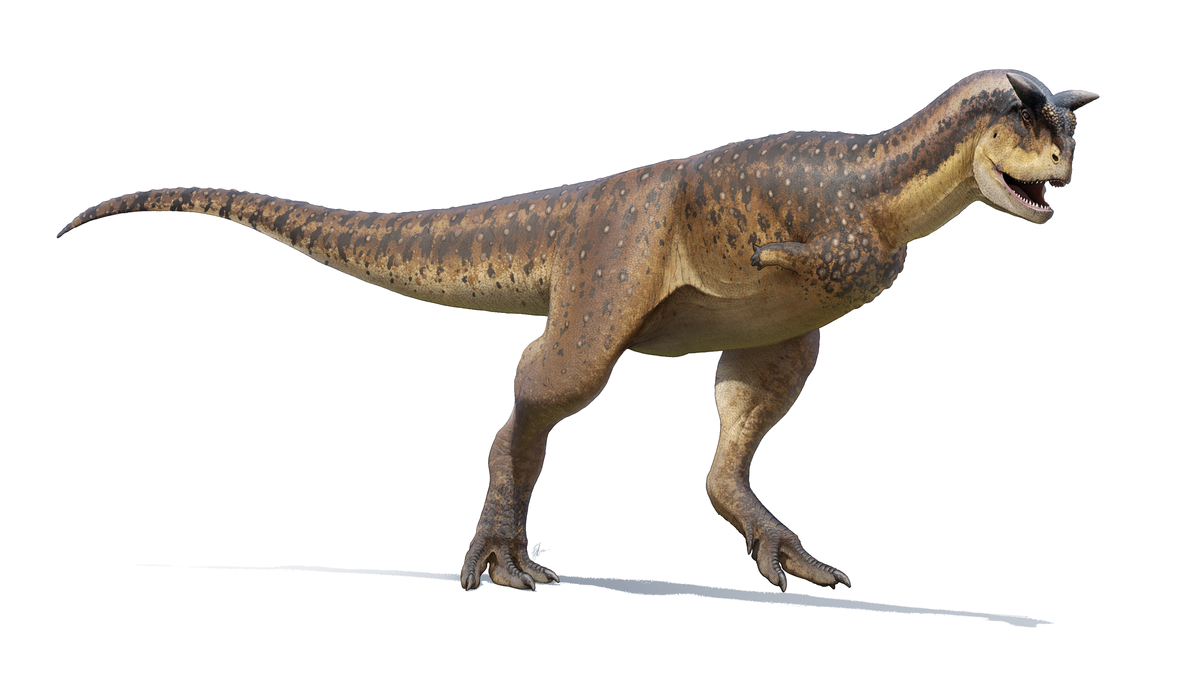 Carnotaurus sastrei (1985)