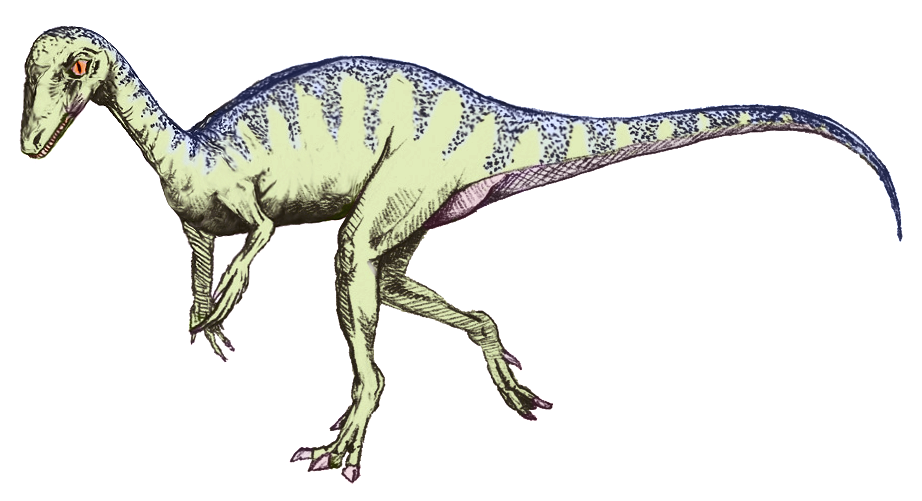 Eoraptor lunensis (1993)
