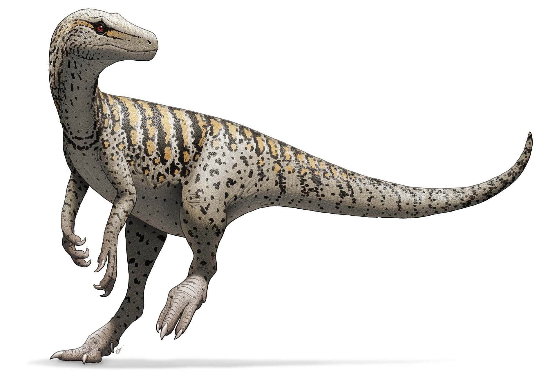 Herrerasaurus ischigualastensis (1963)