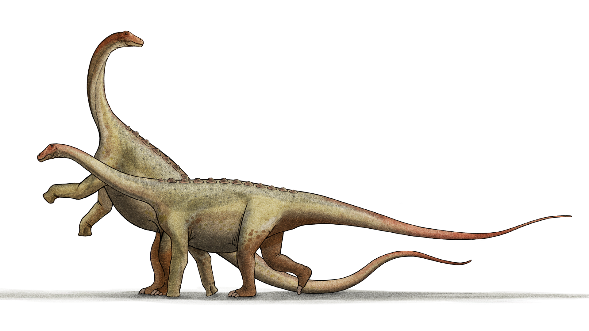 Saltasaurus loricatus (1980)