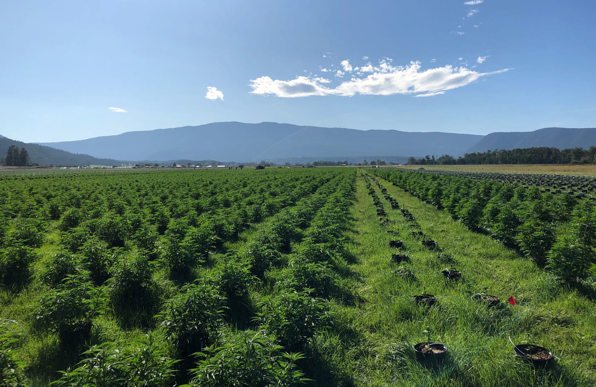 Pleno vegetativo de una plantación en el Aurora Valley, British Columbia