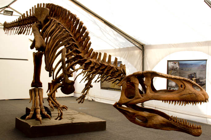 Esqueleto del Tyrannotitan chubutensis | Wikimedia Commons