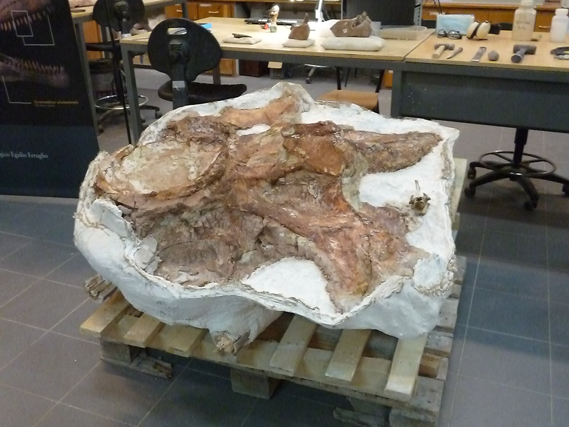 Vértebra de un Patagotitan mayorum | Museo Fenoglio