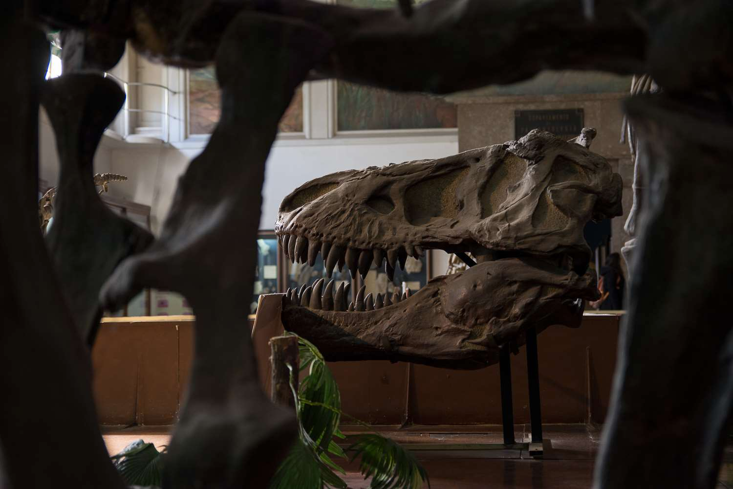 Sección dinos en el Museo Argentino de Ciencias Naturales