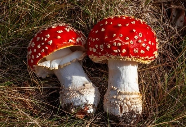 Amanita muscaria, Mario and Luigi’s favorite mushroom