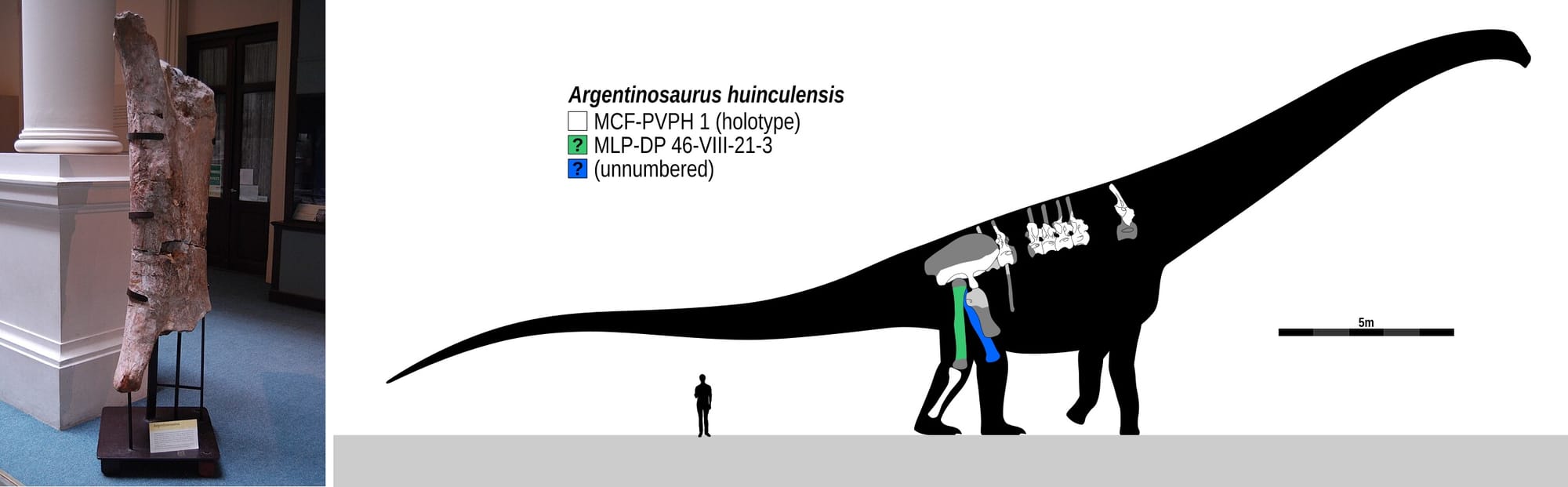 Argentinosaurus 