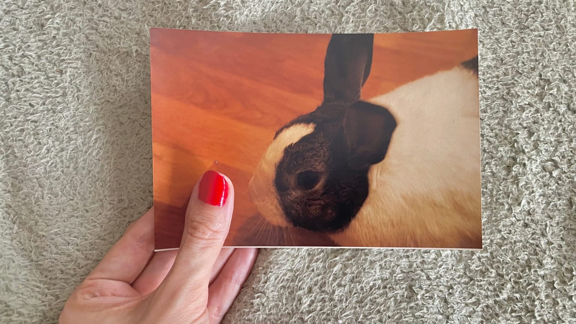 El terror de criar conejos