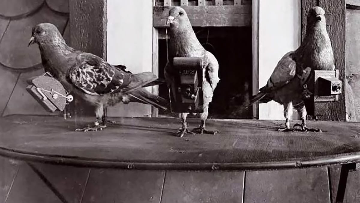 Palomas espías.
