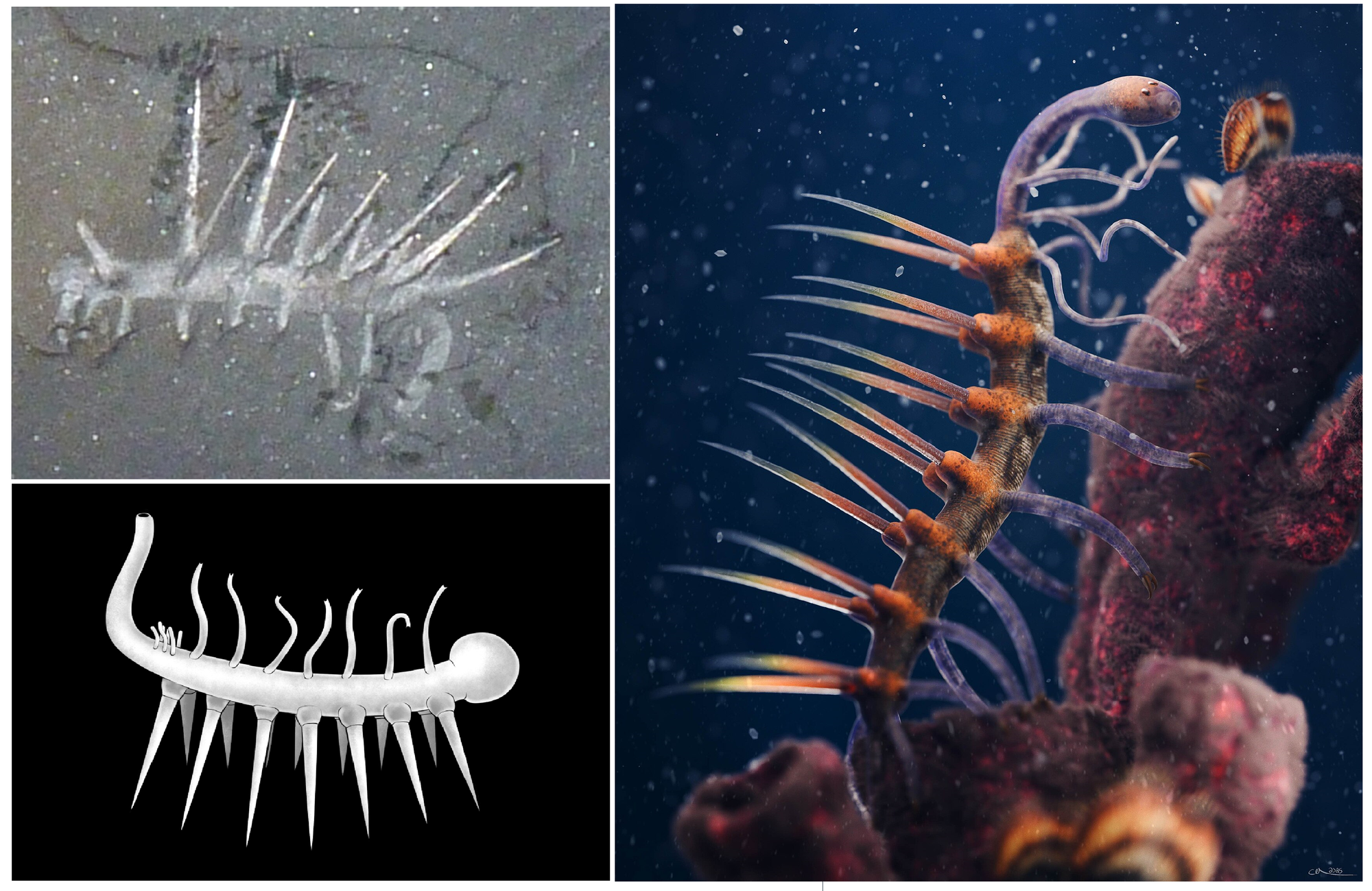 Hallucigenia sparsa