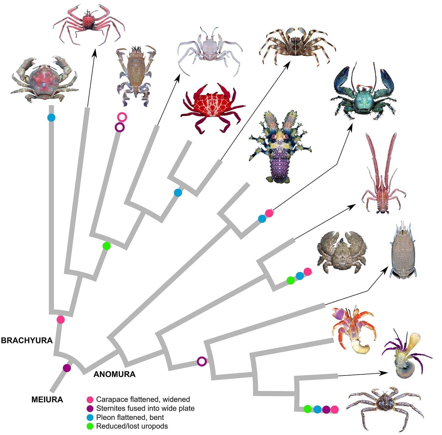 How does a crustacean turn into a crab? - Vista al Mar