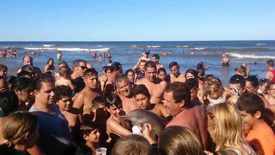 la parábola del delfín
