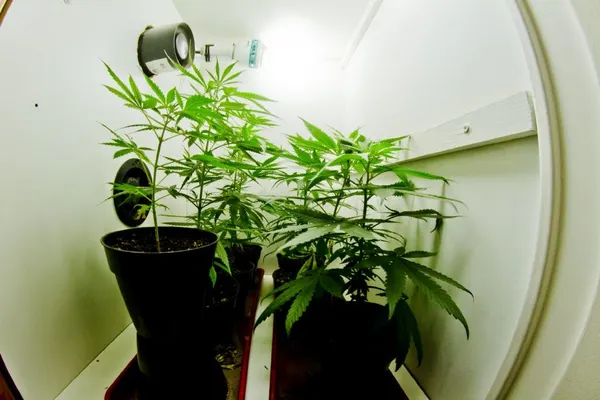 Can Cannabis Save Argentina's Economy?