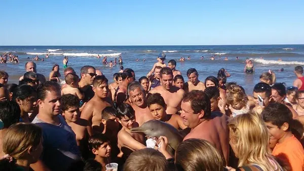 la parábola del delfín