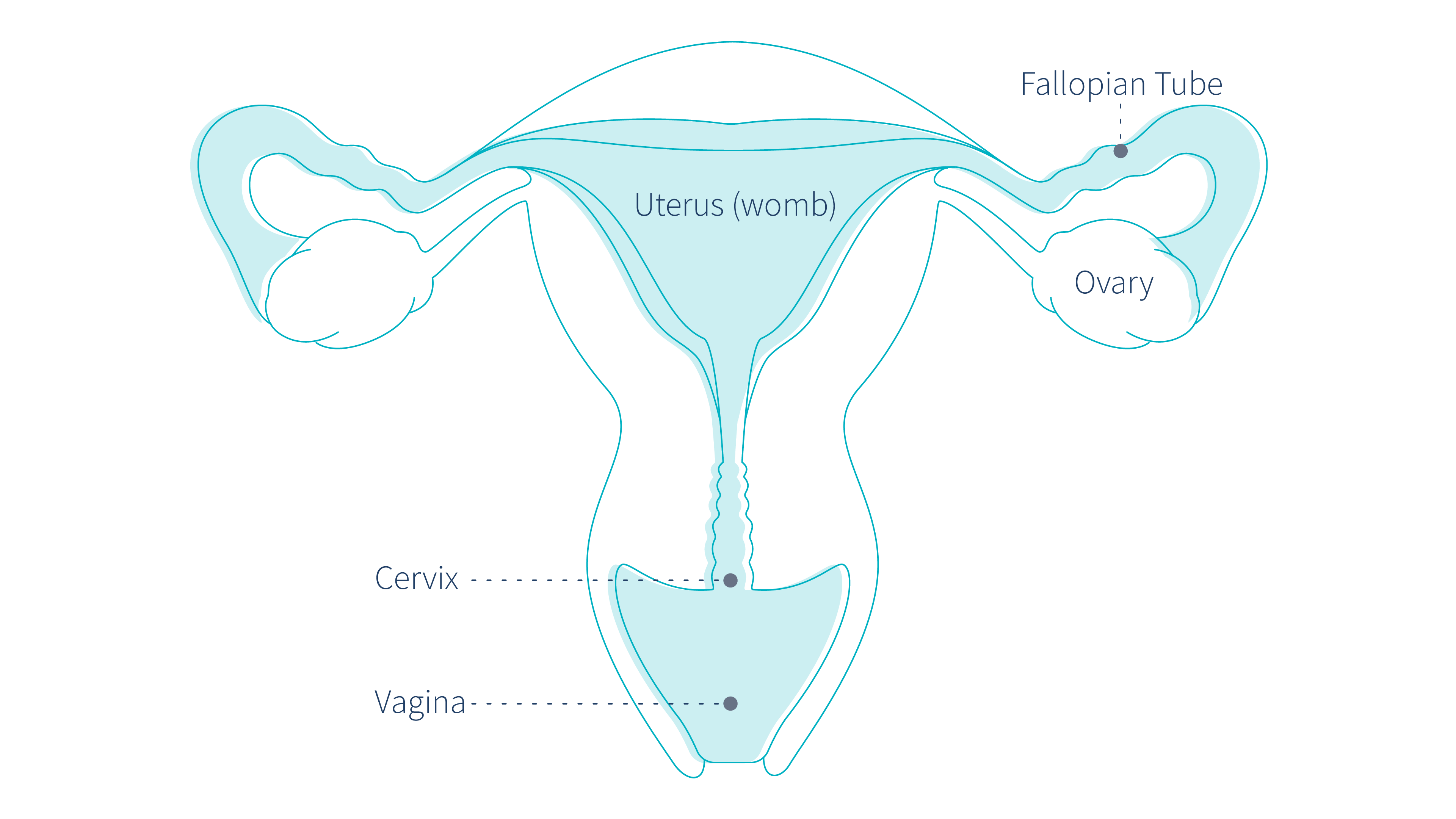 where-is-the-cervix-located-letsgetchecked-illustration-of-the-female-anatomy
