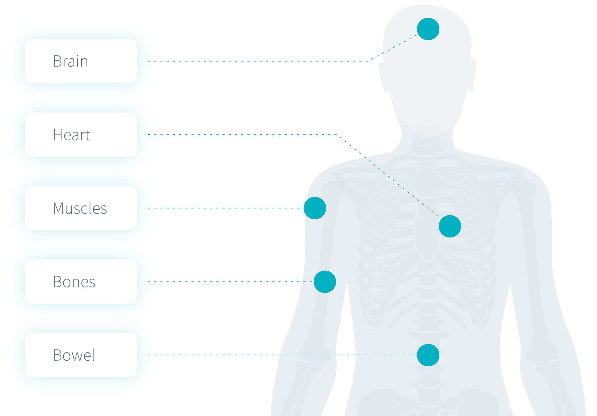 function-of-thyroid