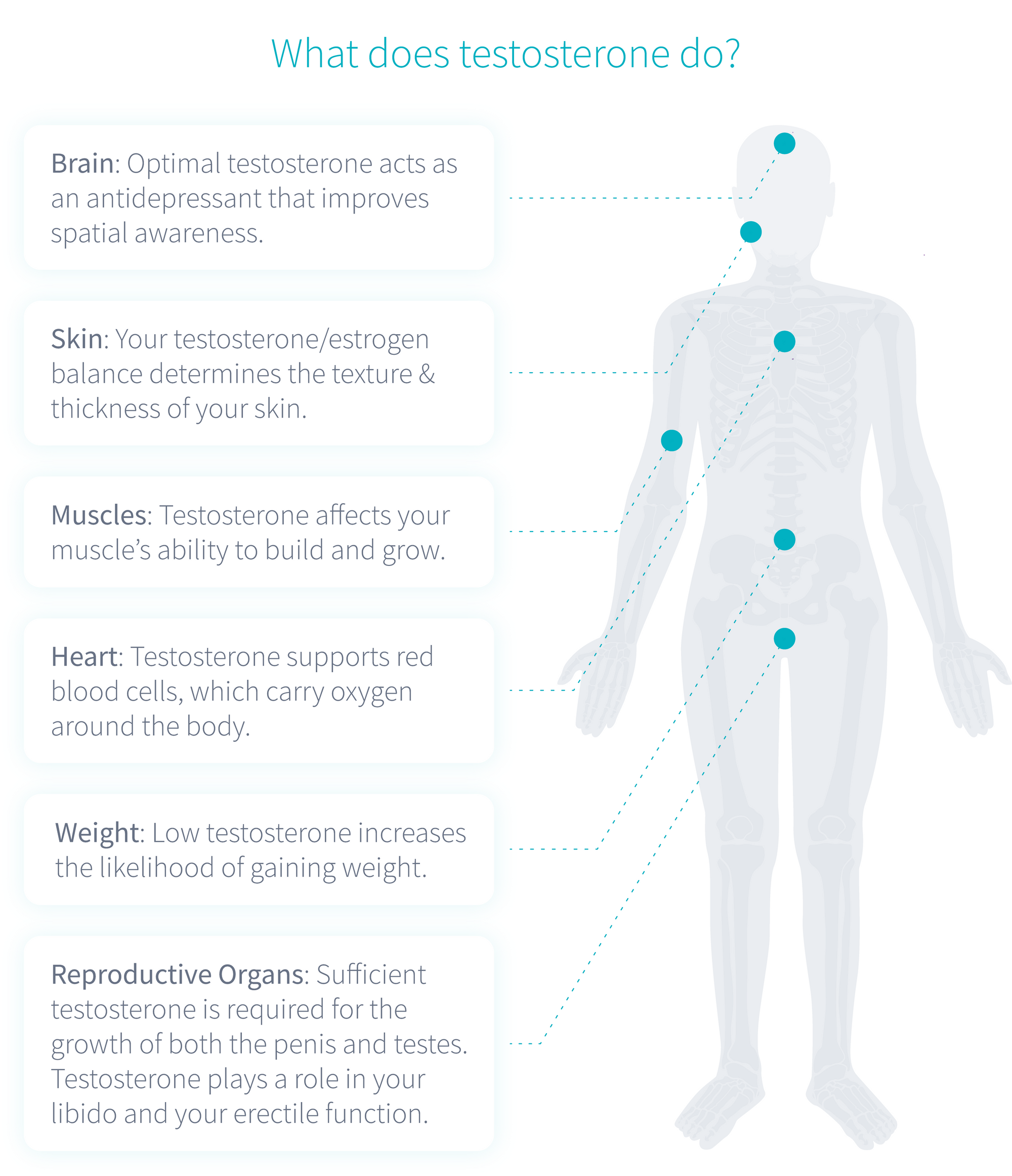 testosterone-function