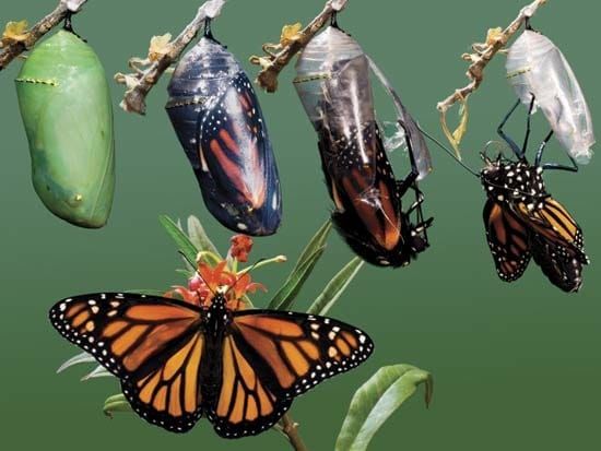 Beyond technology: the process of Digital Transformation