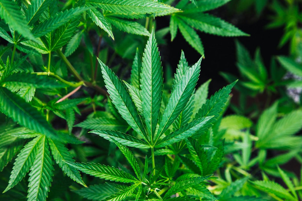 Roseville City Council discusses restrictions for cannabis businesses