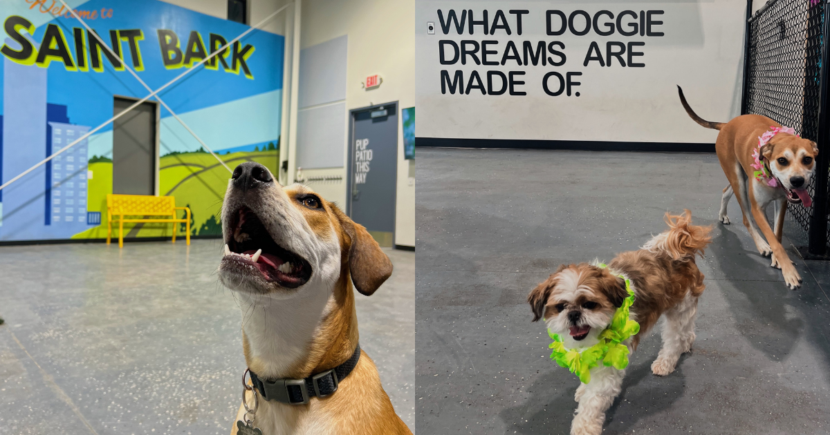 Roseville-raised entrepreneur builds community at Saint Bark
