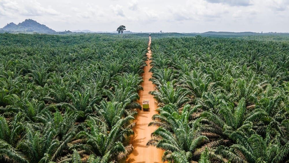 Indonesian land seizures