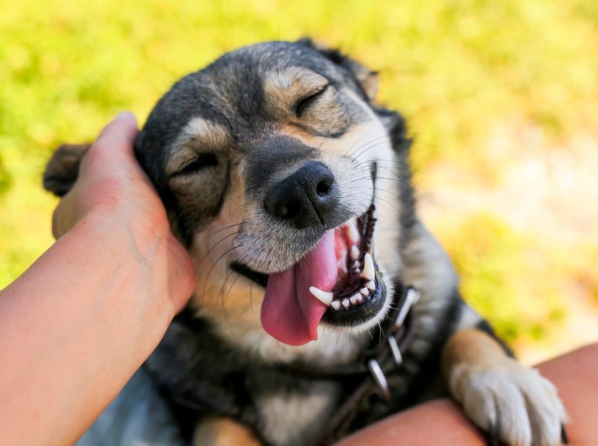 The Asian pet industry