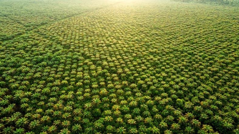 United Plantations 2022 update