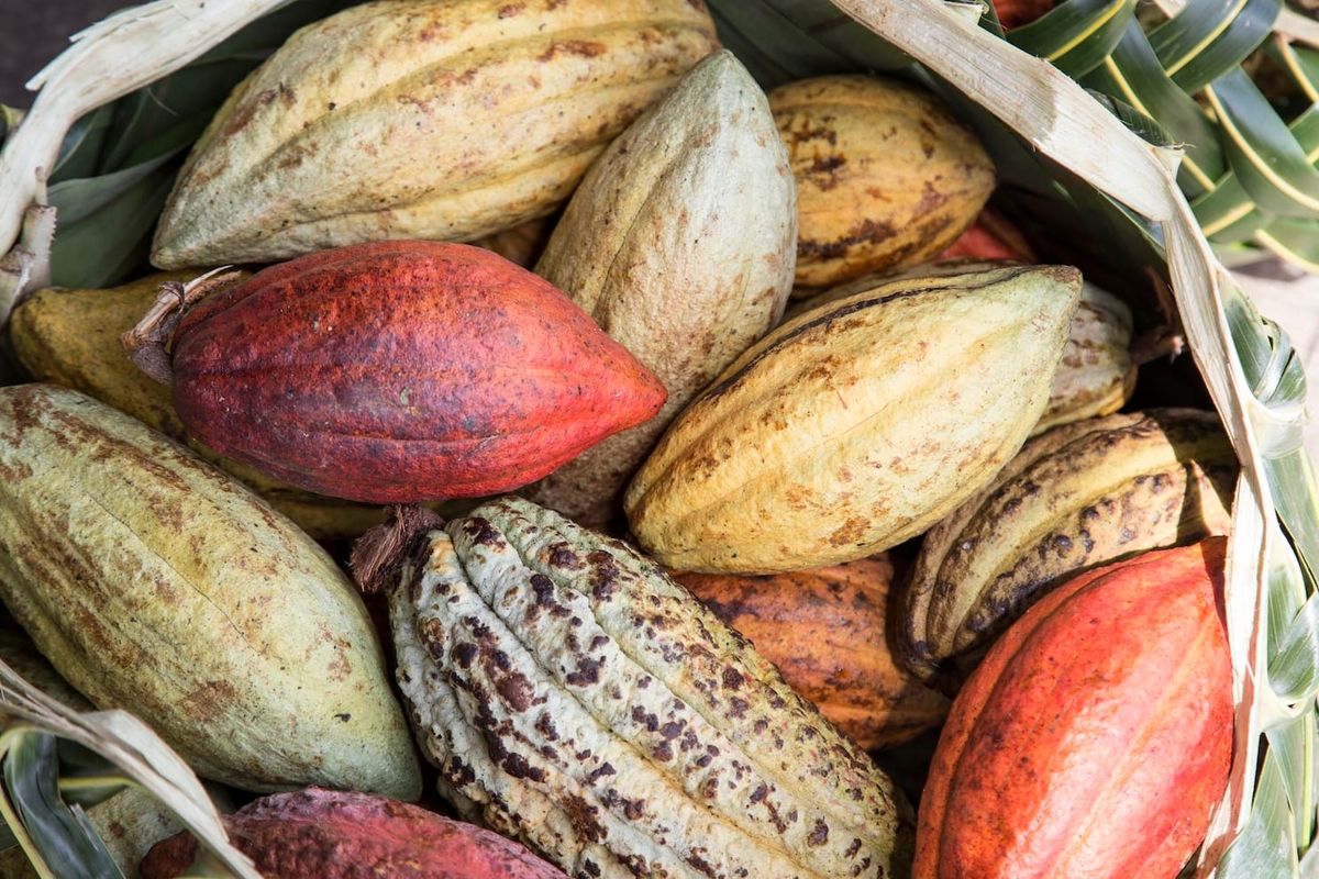 The cocoa question