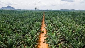 Indonesian land seizures