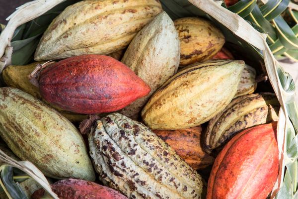 The cocoa question