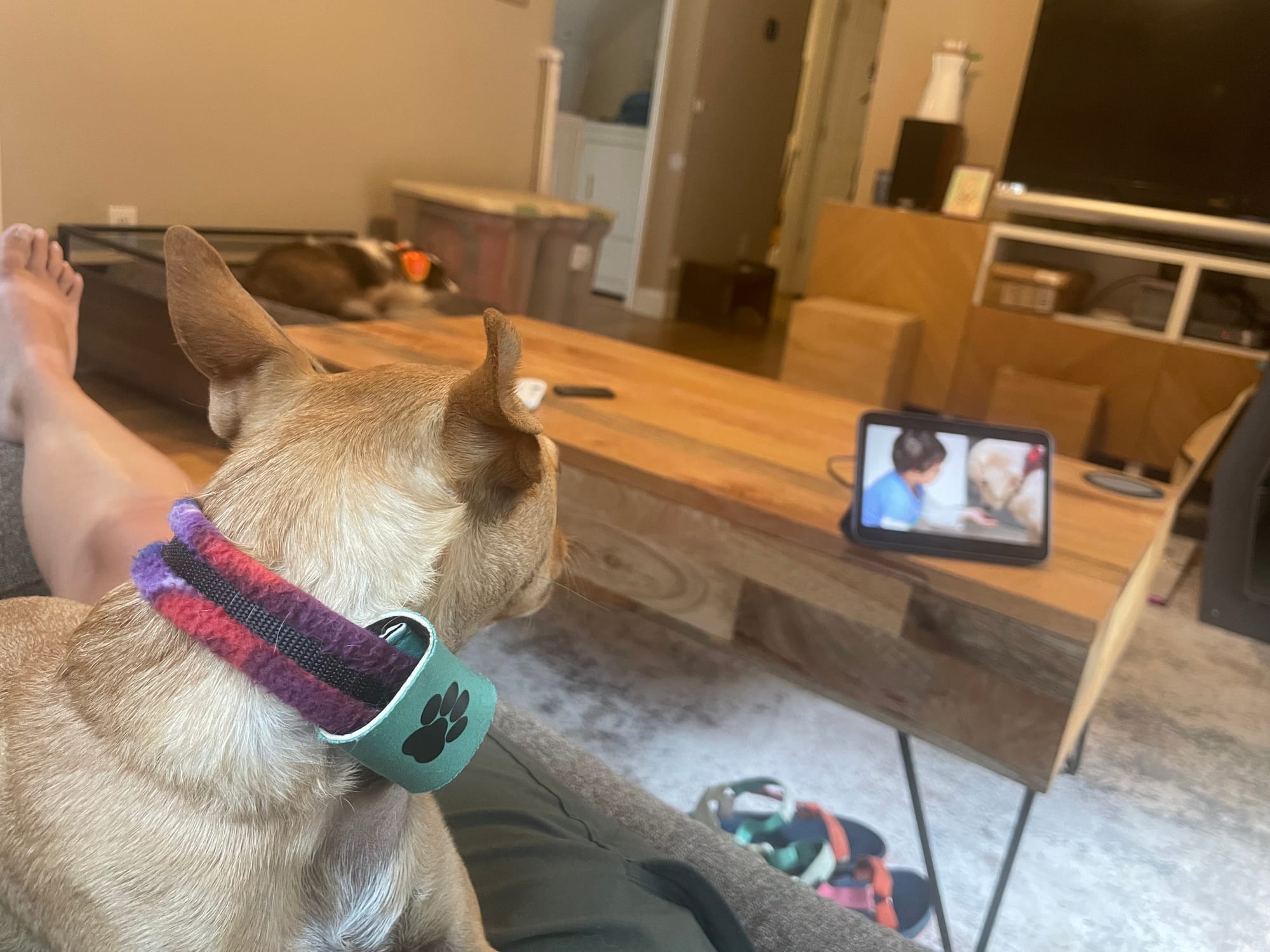 Jean watching the video on the iPad while in my lap. 