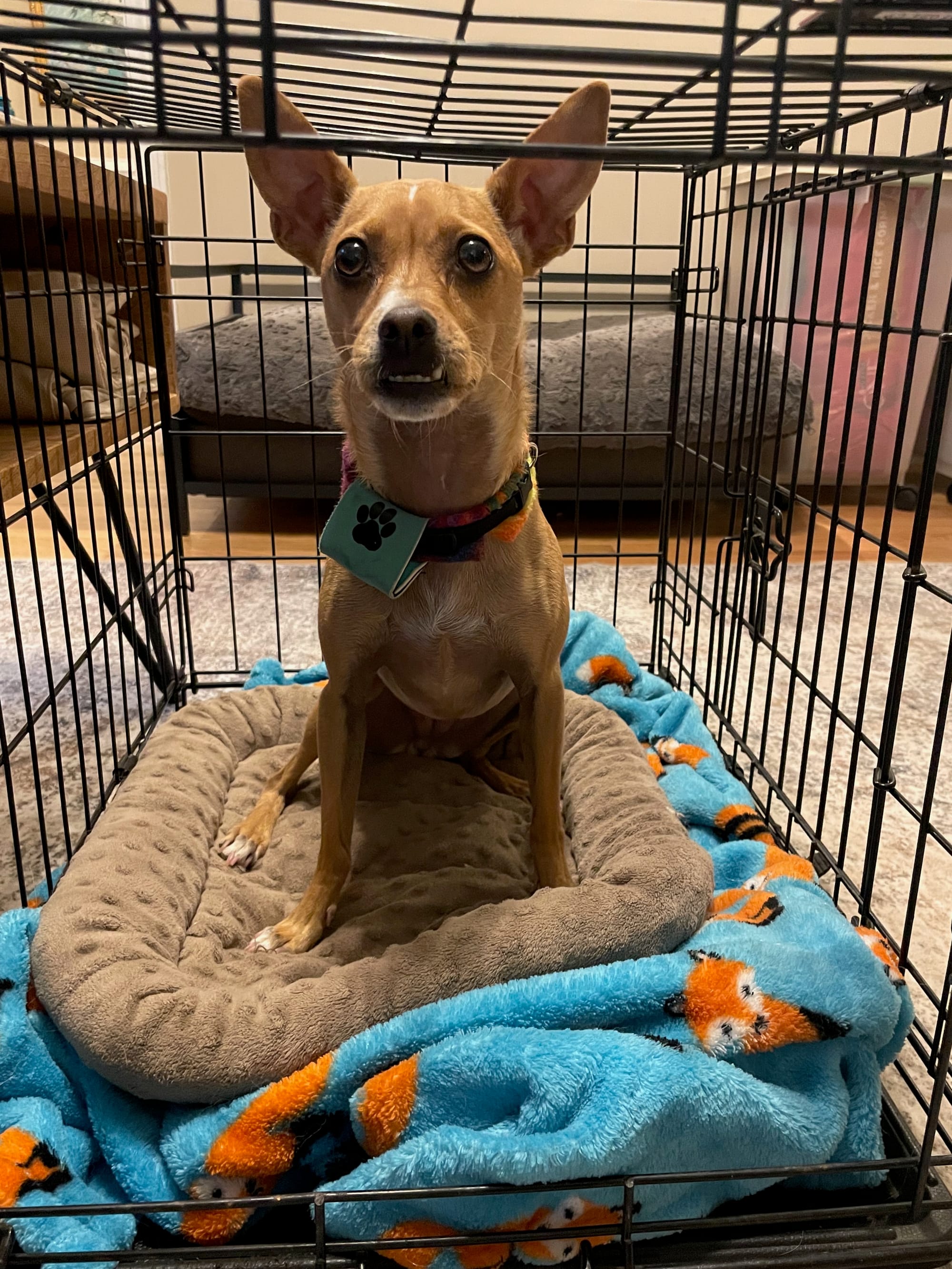Jean, sitting attentively in her wire crate.