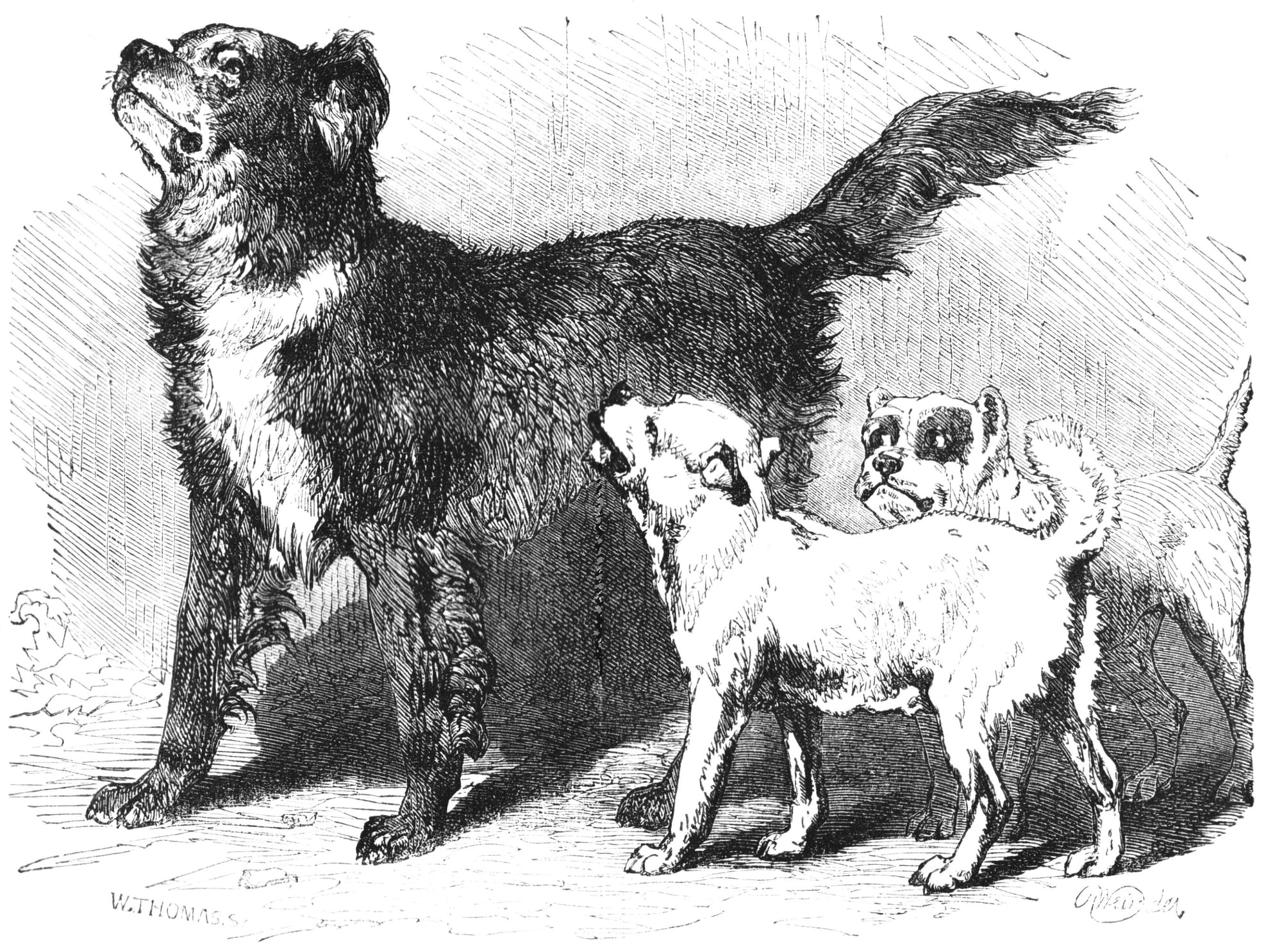 A large black dog is giving serious side-eye to two smaller white dogs.