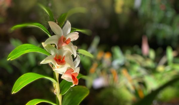 iOS Conf Singapore 2026