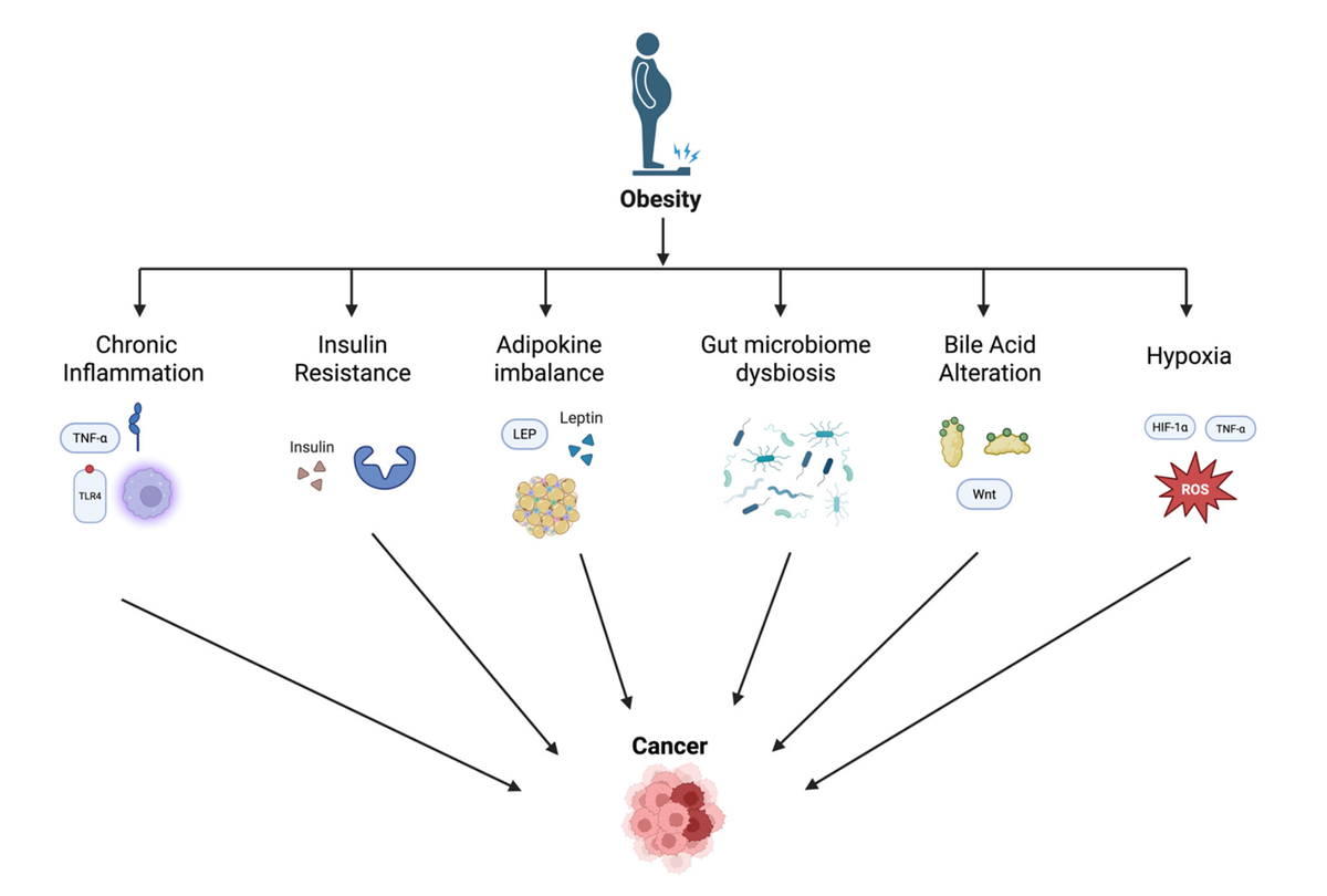 Oncogenic burden of obesity