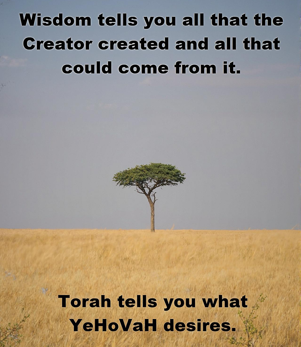 Torah Versus Wisdom