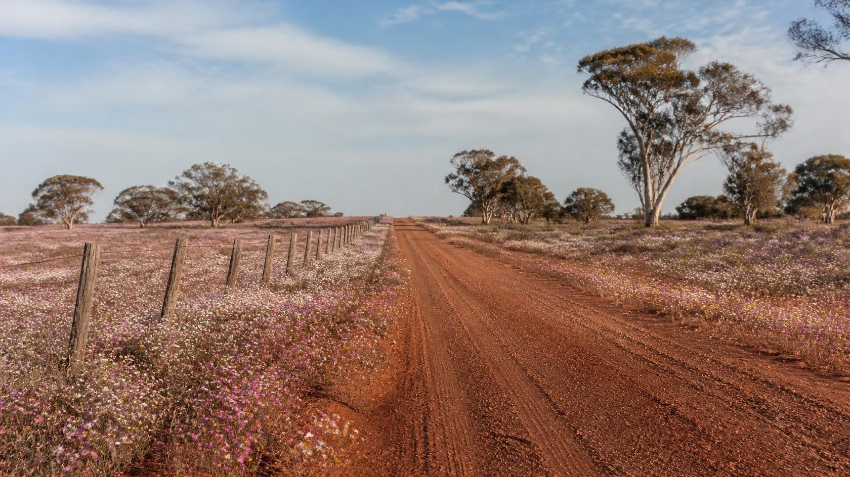 A red gravel country road running to the horizon between verges of pink and white everlasting wildflowers.