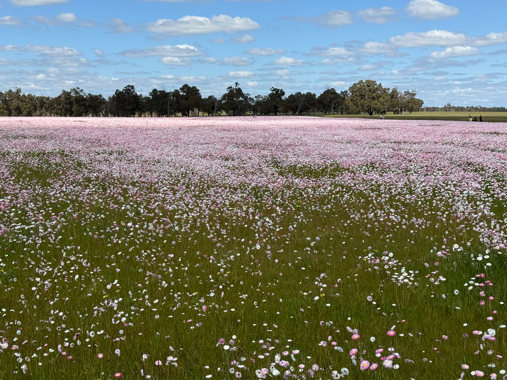 Everlastings with single pink and white flowers in the foreground and a tree line behind.