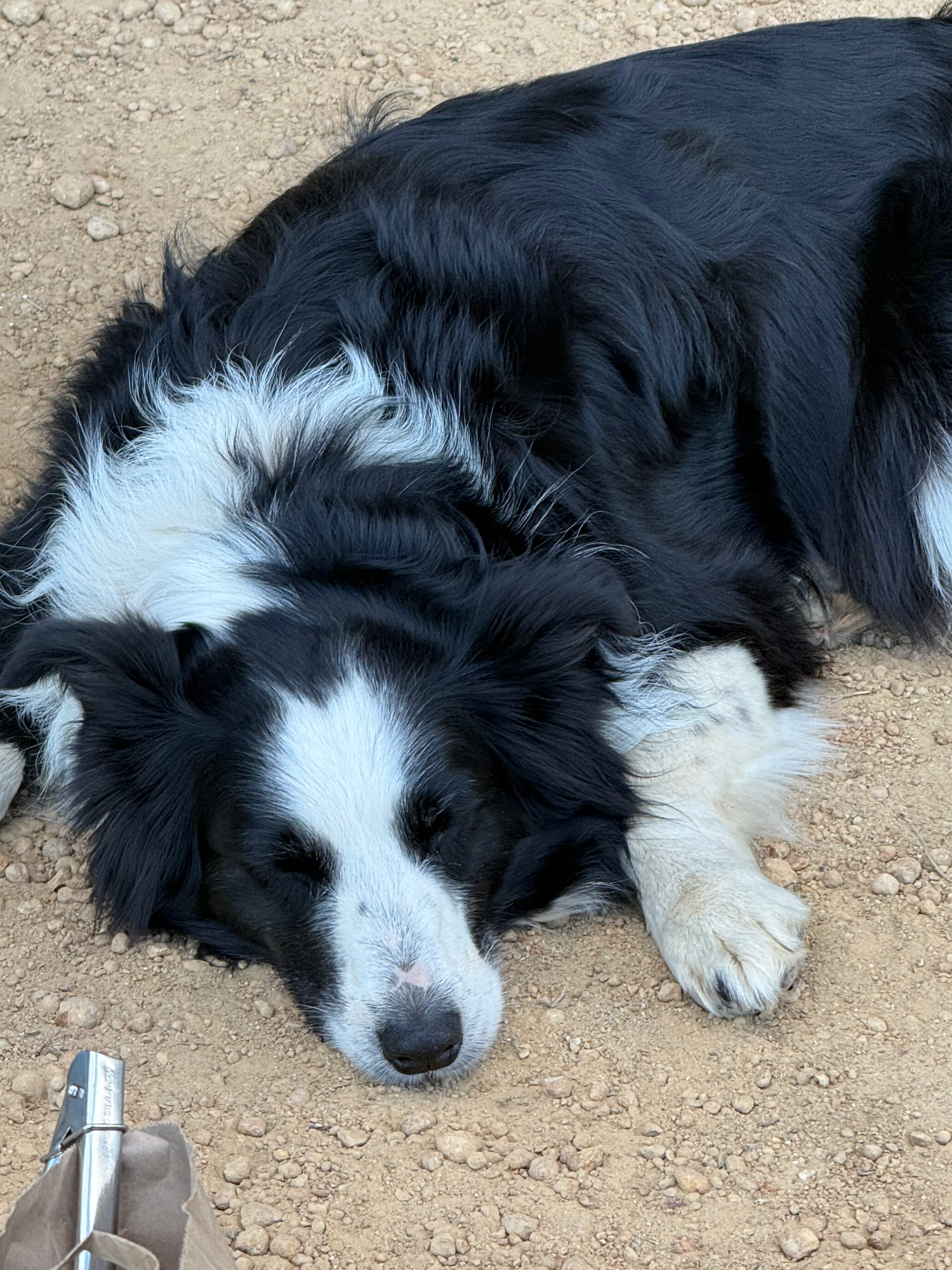 Willow the border collie asleep on the gravel.