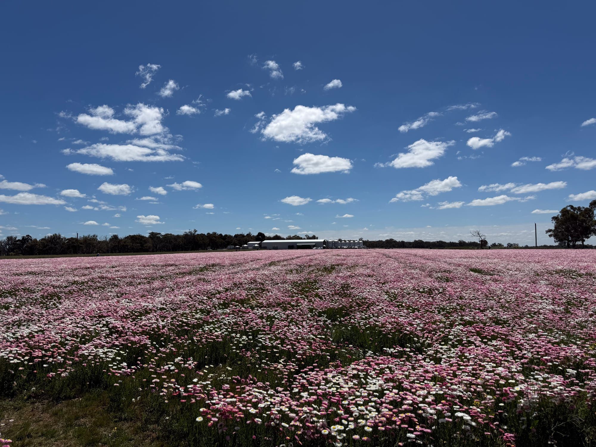 Everlastings to the horizon with the farm sheds under a wide sky.