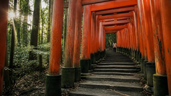 A path of vermilion shrine gates climbs stone steps through cedar forest in early light, with one person walking away near the bend.