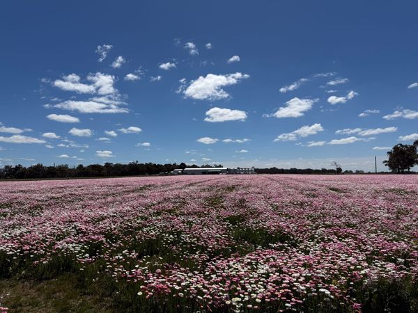 Everlastings to the horizon with the farm sheds under a wide sky.