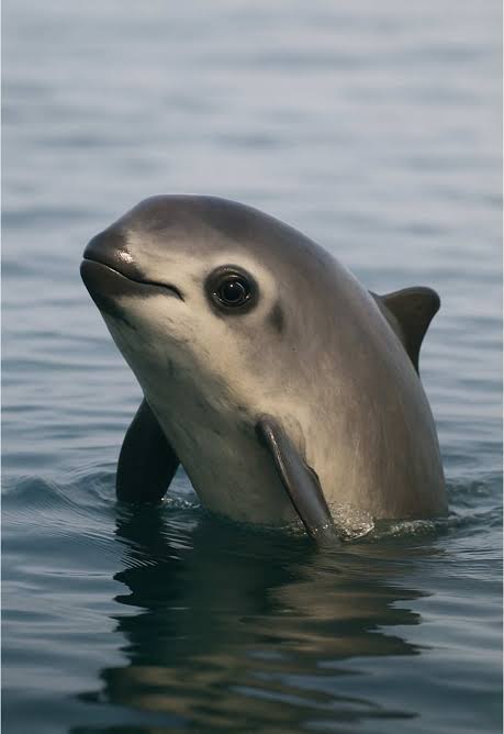 A vaquita porpoise spyhopping out of the water. 