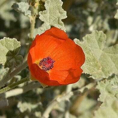 Our Latest Episode: Globemallows! Plus Ash Meadows Update